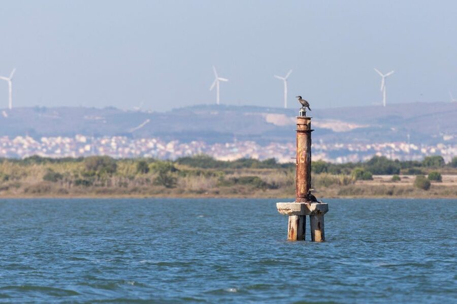 Birdwatching Boat Tour in the Tagus Estuary - From Alcântara to the open Tagus