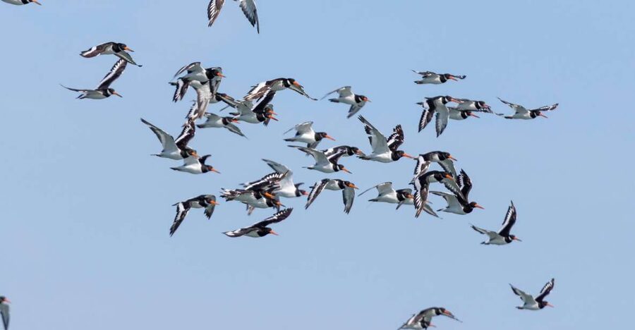 Birdwatching Boat Tour in the Tagus Estuary - Why the Tagus Estuary matters for birdwatching