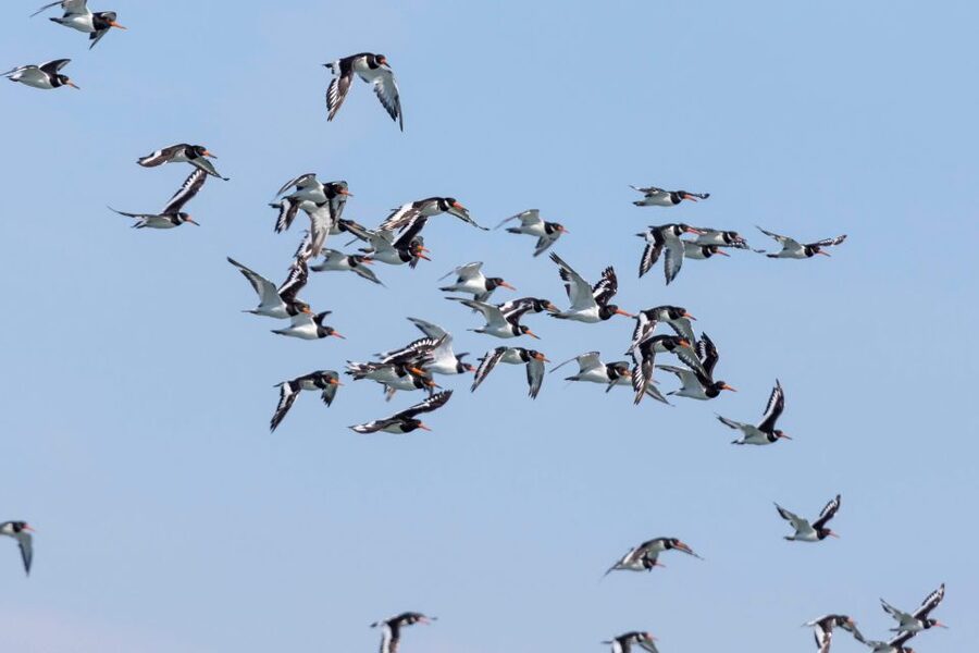 Birdwatching Boat Tour in the Tagus Estuary - Two hours among estuary birds