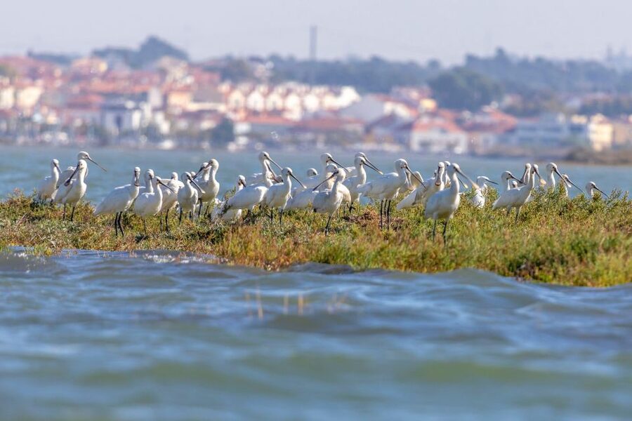 Birdwatching Boat Tour in the Tagus Estuary - The ride: fast, scenic, and not for everyone