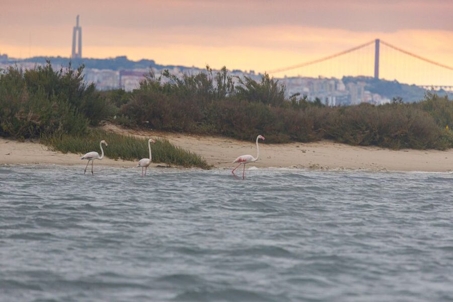 Birdwatching Boat Tour in the Tagus Estuary - Should you book the Tagus Estuary tour?