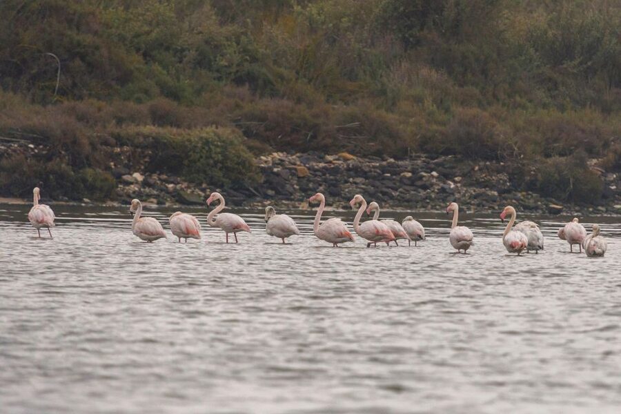 Birdwatching Boat Tour in the Tagus Estuary - The stop near Gaio-Rosário