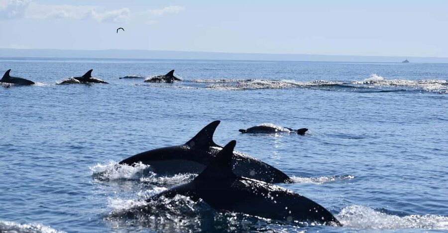 Cascais: Dolphin Watching Speedboat Tour - Key points at a glance