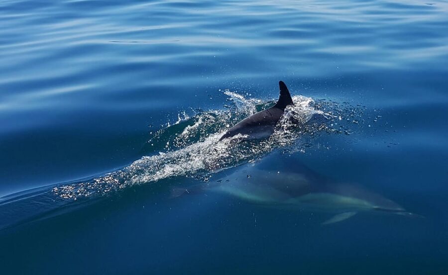 Cascais: Dolphin Watching Speedboat Tour - Is $76 a fair price?