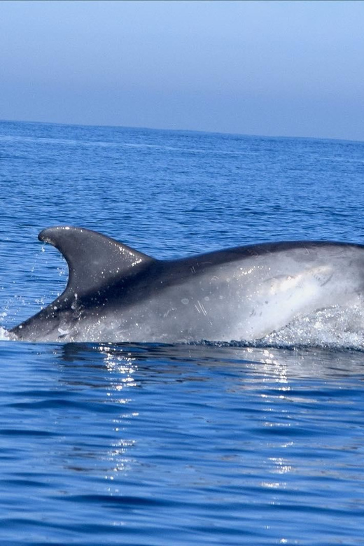 Cascais: Dolphin Watching Speedboat Tour - Why this Cascais dolphin trip is special
