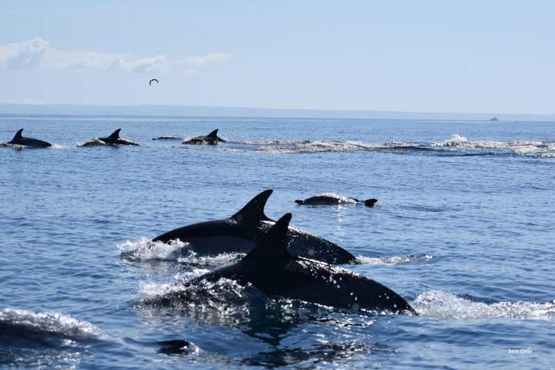 Cascais: Dolphin Watching Speedboat Tour - The first hour: a fast ride from Cascais