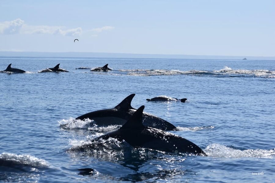 Cascais: Dolphin Watching Speedboat Tour - The wildlife stop and the search for dolphins