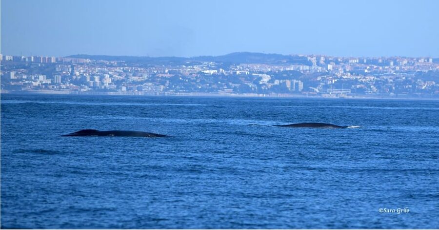 Cascais: Dolphin Watching Speedboat Tour - How reliable are the sightings?