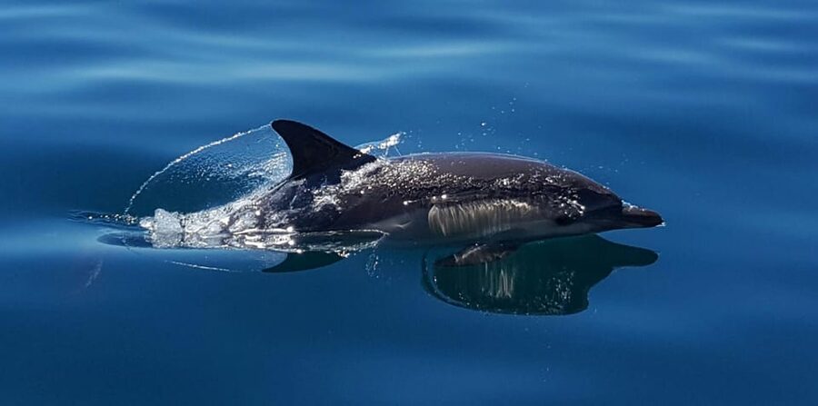 Cascais: Dolphin Watching Speedboat Tour - Choosing the best time to go