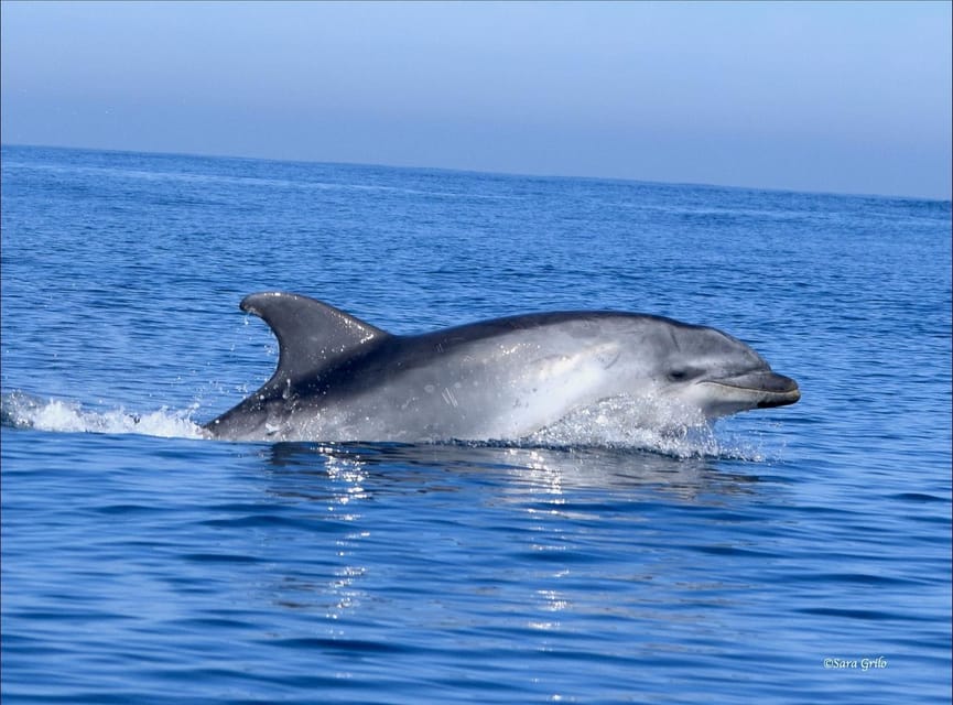 Cascais: Dolphin Watching Speedboat Tour - The guides and the learning side