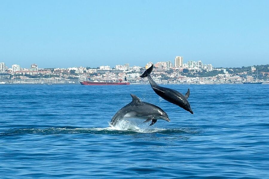 Cascais: Dolphin Watching Speedboat Tour - Comfort, safety, and who should skip it