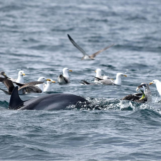 Cascais: Dolphin Watching Speedboat Tour - Meeting at Cascais Marina