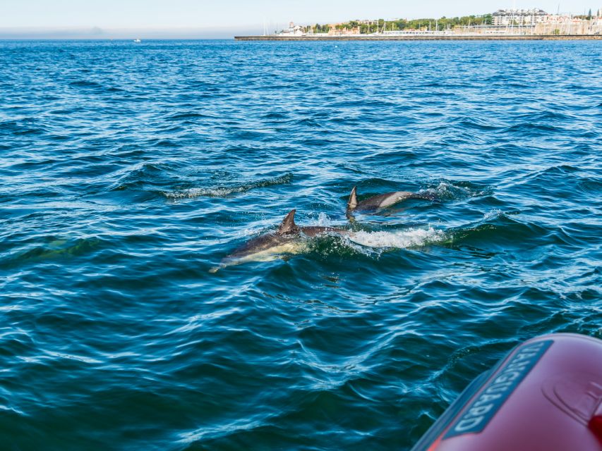 Cascais: Dolphin Watching Tour - Setting out from Cascais Marina