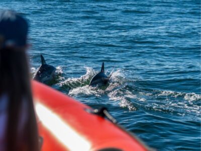 Dolphin Watching Tour