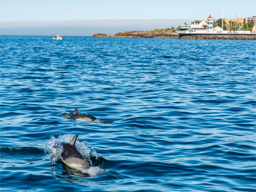 Cascais: Dolphin Watching Tour - My verdict: a strong choice for a morning in Cascais