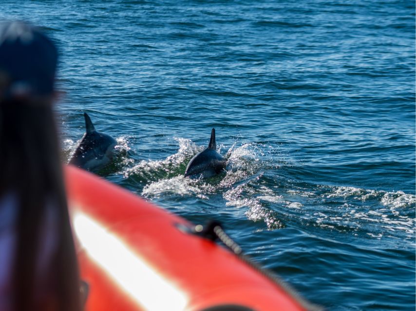 Cascais: Dolphin Watching Tour - Following the Cascais and Estoril Coast