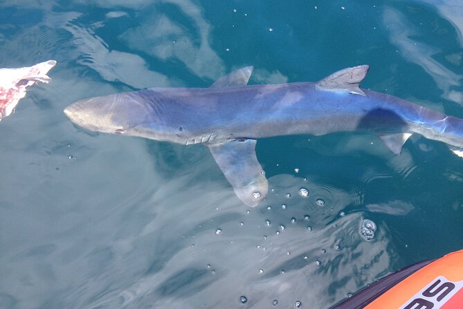 Feathers & Scales - The boat ride: exciting for some, tiring for others