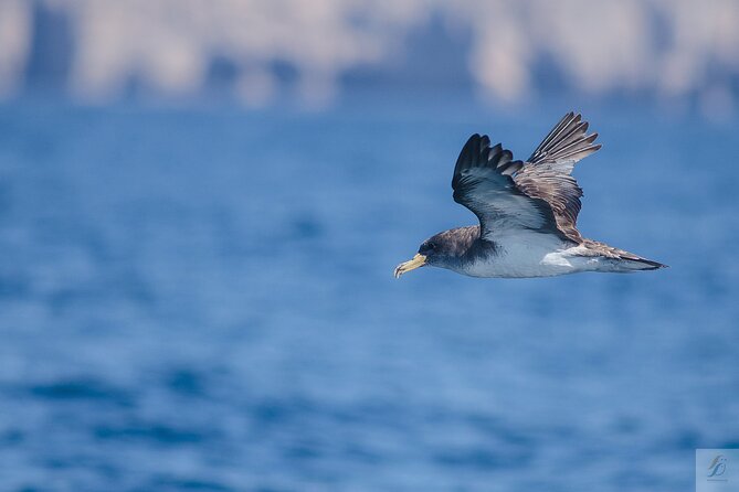 Feathers & Scales - A responsible way to watch wildlife