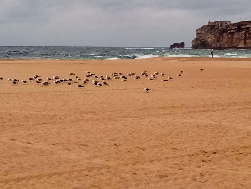 From Lisbon: Nazare and Sintra Private Tour - Guides, languages, and the private experience