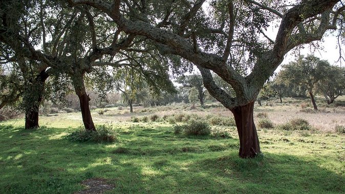 From Lisbon to Alentejo: Évora and Megaliths Full-Day Tour - Praça do Giraldo gives you time to eat and wander