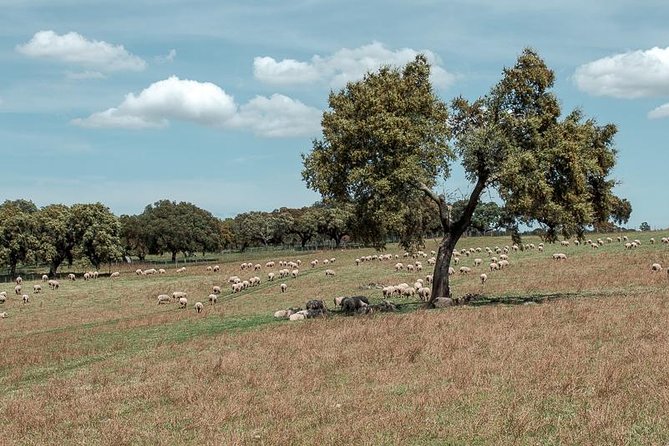From Lisbon to Alentejo: Évora and Megaliths Full-Day Tour - The drive is part of the Alentejo lesson