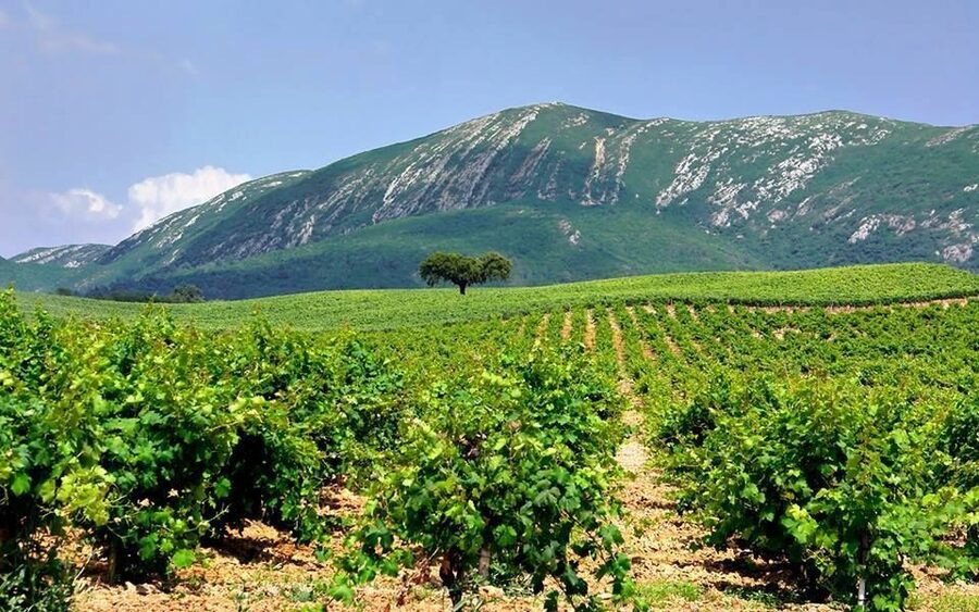 Full Day Private Wine Tour in Arrabida - Arrábida Natural Park and the Atlantic road