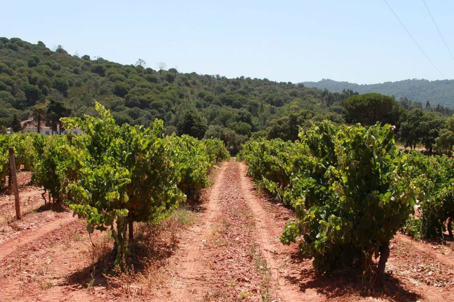 Lisbon: Arrábida and Sesimbra Day Trip with Wine - Christ the King and the return across Lisbon