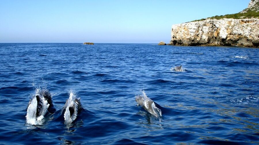 Lisbon: Arrábida Natural Park Dolphin Watching Boat Tour - Key points at a glance