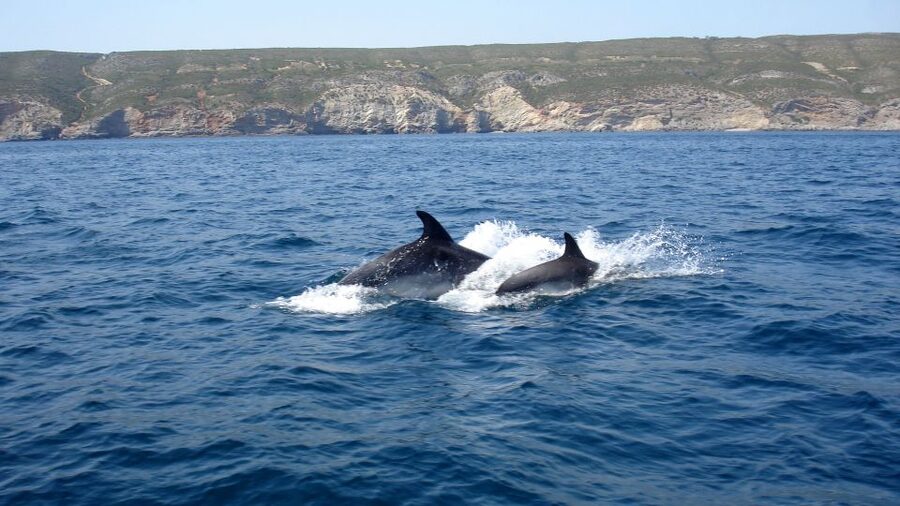 Lisbon: Arrábida Natural Park Dolphin Watching Boat Tour - Who should book this boat tour?
