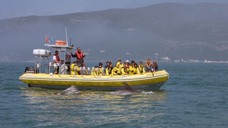 Lisbon: Arrábida Natural Park Dolphin Watching Boat Tour - Why this dolphin trip is worth the journey from Lisbon