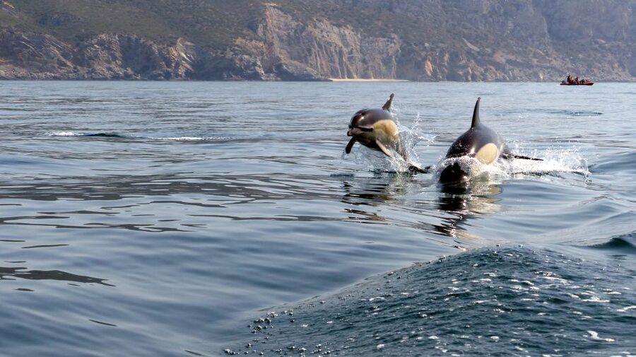 Lisbon: Arrábida Natural Park Dolphin Watching Boat Tour - The Arrábida coastline beyond the dolphins