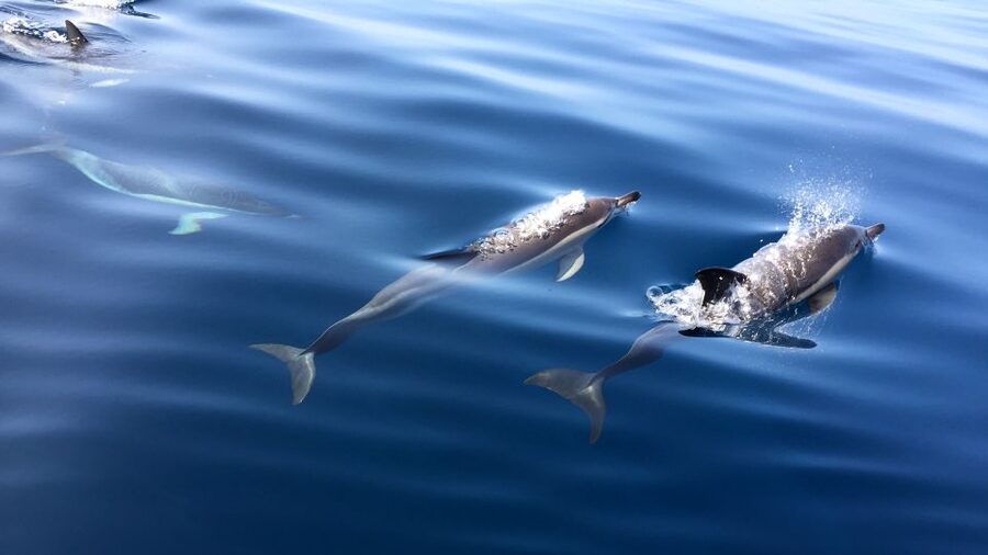 Lisbon: Arrábida Natural Park Dolphin Watching Boat Tour - Pastry, local drink, and time at the port