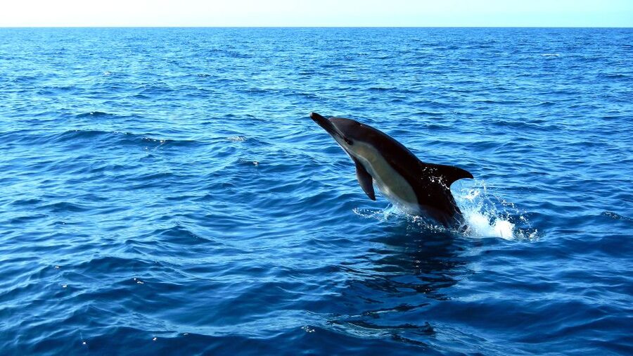 Lisbon: Arrábida Natural Park Dolphin Watching Boat Tour - Guides, families, and the overall tone