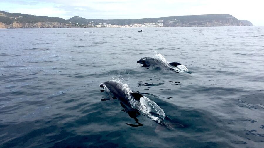 Lisbon: Arrábida Natural Park Dolphin Watching Boat Tour - Price, timing, and practical value