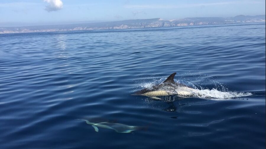 Lisbon: Arrábida Natural Park Dolphin Watching Boat Tour - Starting in Sesimbra or taking the Lisbon transfer