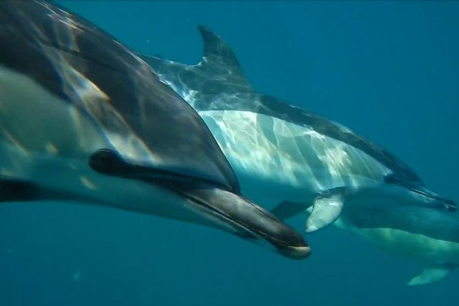 Lisbon: Dolphin Watching with a Marine Biologist - Ocean Safari - Belem Tower and Lisbon from the river