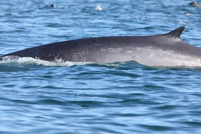 Lisbon: Dolphin Watching with a Marine Biologist - Ocean Safari - Bugio Lighthouse and the move into open Atlantic water