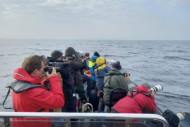 Lisbon: Dolphin Watching with a Marine Biologist - Ocean Safari - How reliable is dolphin watching here?