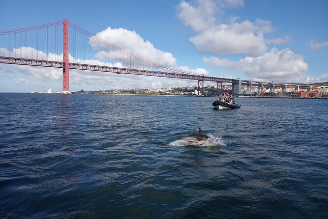 Lisbon: Dolphin Watching with a Marine Biologist - Ocean Safari - Price, group size, and overall value