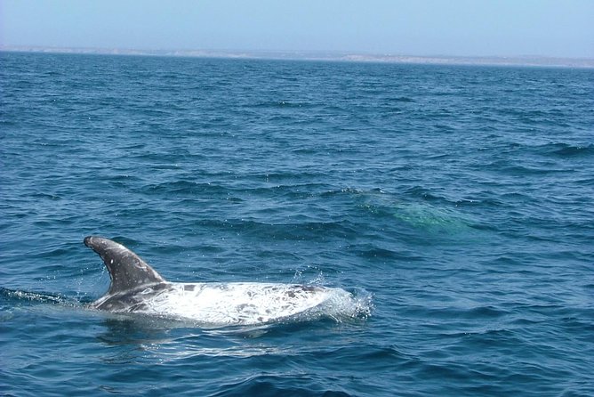 Lisbon: Dolphin Watching with a Marine Biologist - Ocean Safari - Who should book this Lisbon ocean safari?