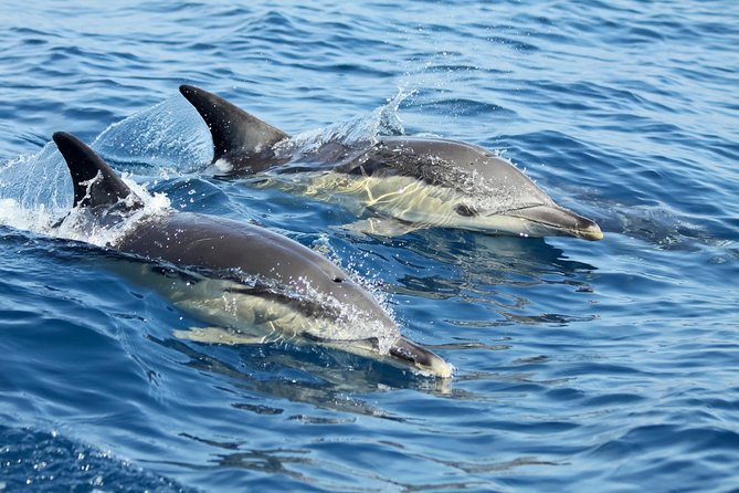 Lisbon: Dolphin Watching with a Marine Biologist - Ocean Safari - The Tagus Estuary, where the search may begin