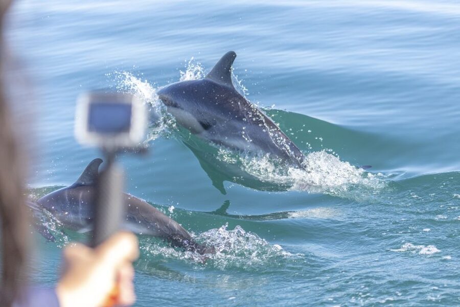Lisbon: Dolphin Watching with Marine Biologist - Key points to know before booking