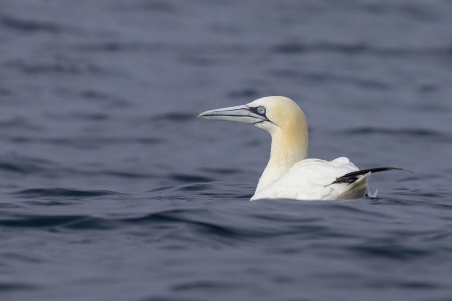 Lisbon: Dolphin Watching with Marine Biologist - Should you book SeaEO dolphin watching?
