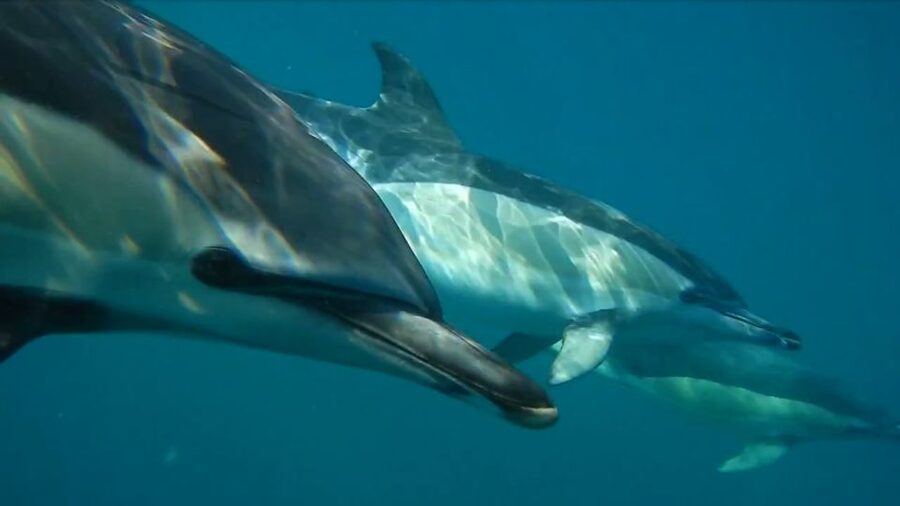 Lisbon: Dolphin Watching with Marine Biologist - Leaving Doca de Santo Amaro beneath Lisbon’s red bridge