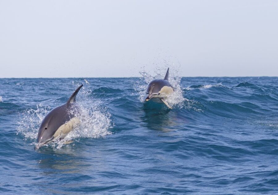 Lisbon: Dolphin Watching with Marine Biologist - Searching the Atlantic for dolphins and seabirds