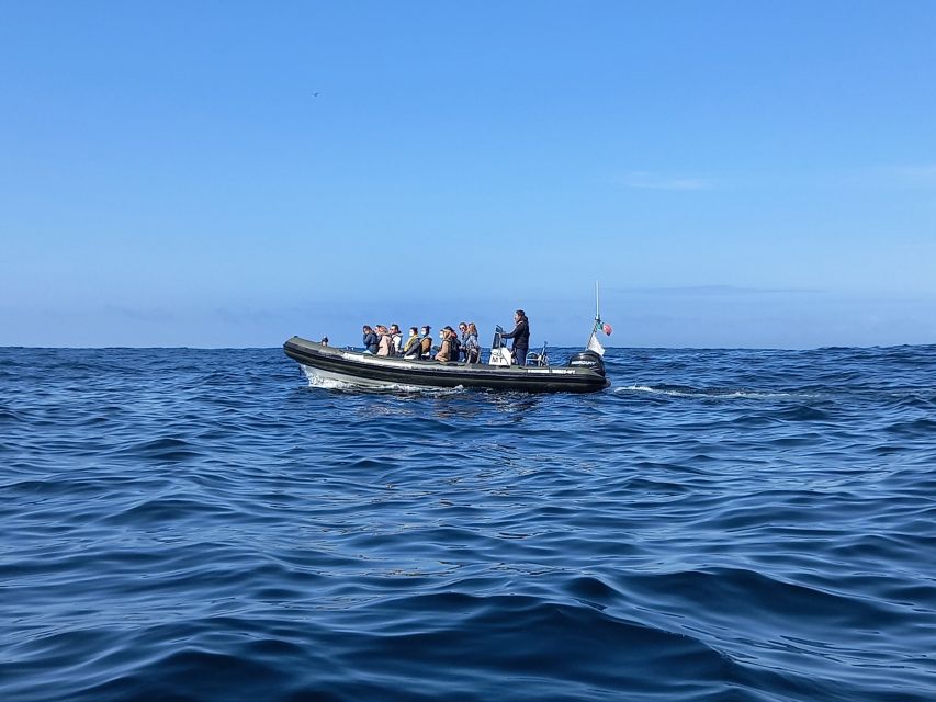 Lisbon: Dolphin Watching with Marine Biologist - What the marine biologist adds