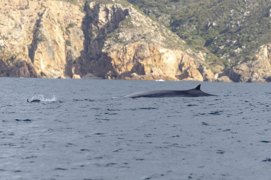 Lisbon: Dolphin Watching with Marine Biologist - Bugio Lighthouse and the open-water route