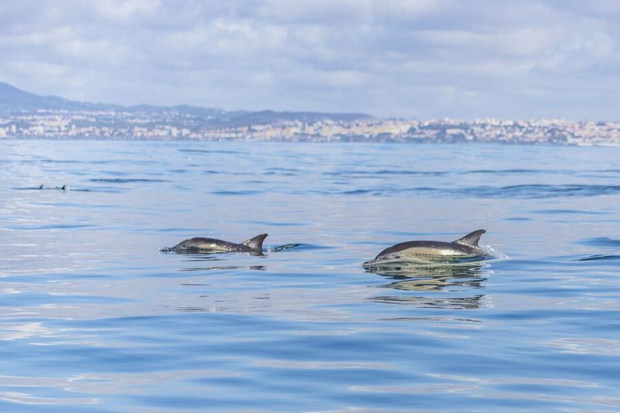Lisbon: Dolphin Watching with Marine Biologist - Is $76 good value for three hours?