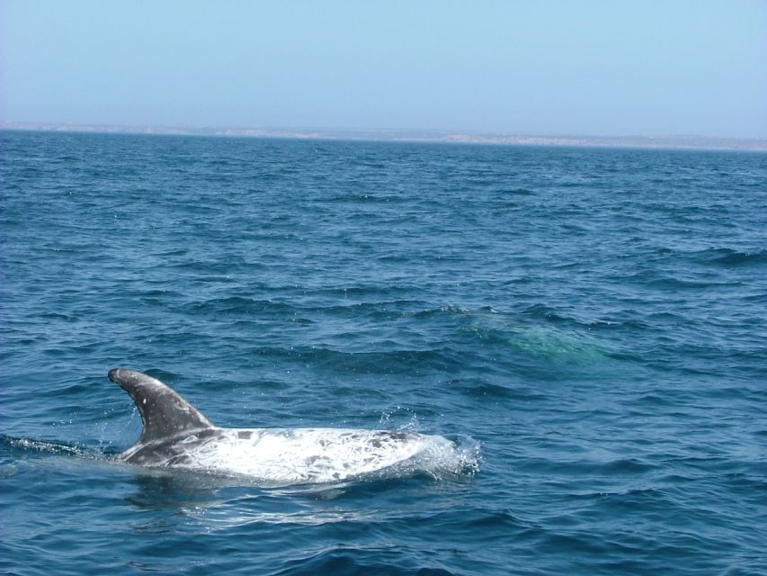 Lisbon: Dolphin Watching with Marine Biologist - Who will enjoy this most?