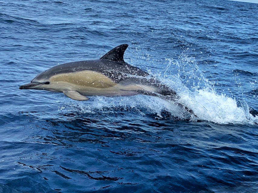 Lisbon: Dolphin Watching with Marine Biologist - Small Group - How to make the most of your three hours
